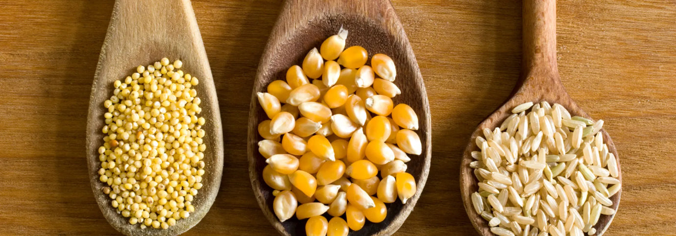 Pflanzliche Zutaten wie Hirse, Mais und Reis als Symbol für vegane Hundeernährung