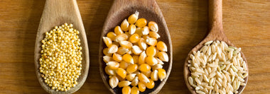 Pflanzliche Zutaten wie Hirse, Mais und Reis als Symbol für vegane Hundeernährung