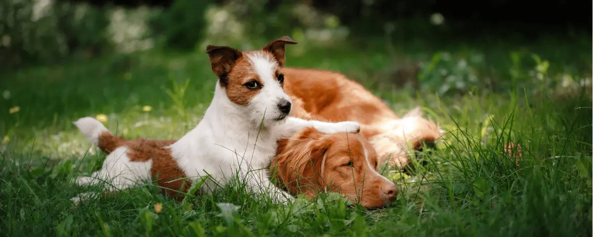 Zwei Hunde im Gras