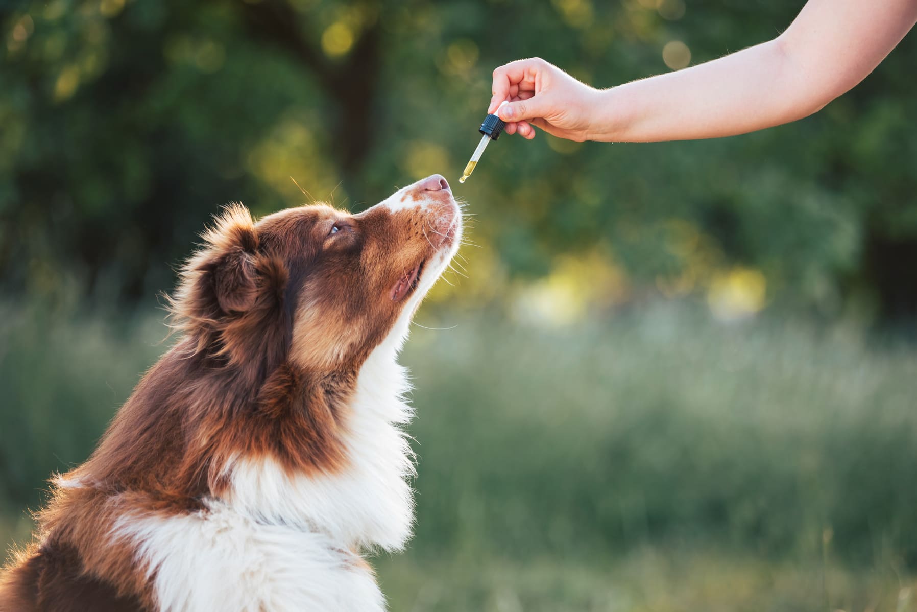 Hund bekommt Leinoel in einer Pipette