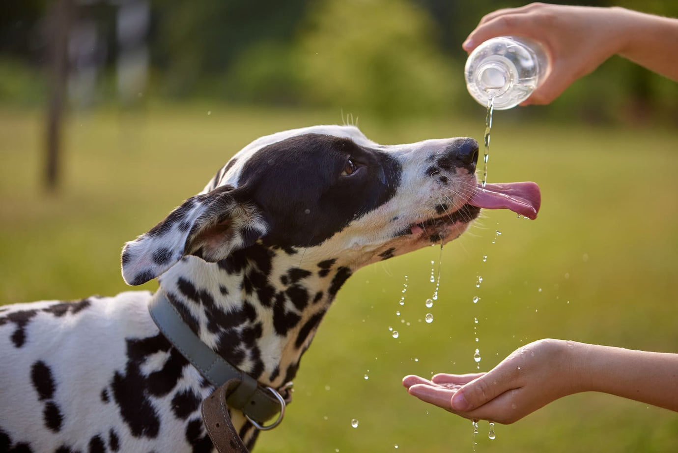 Dalmatiner trinkt Wasser aus einer Flasche, die eine Person über seinen Kopf hält – Wasserversorgung beim Hund