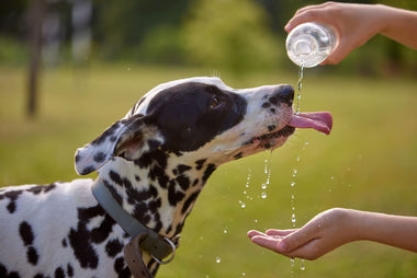 Dalmatiner trinkt Wasser aus einer Flasche, die eine Person über seinen Kopf hält – Wasserversorgung beim Hund