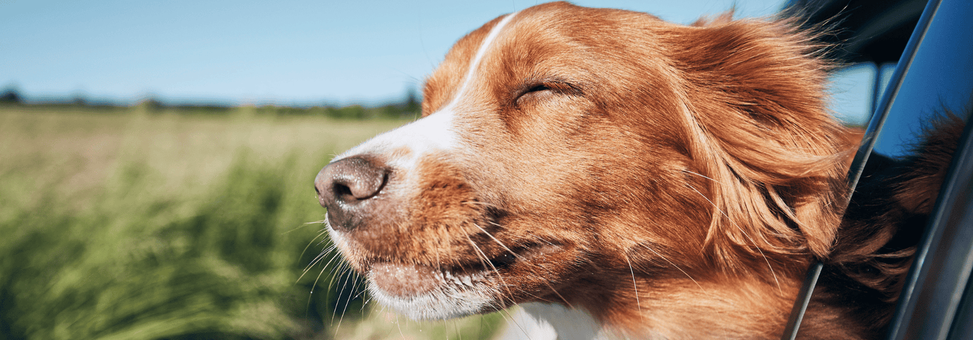 Hund mit geschlossenen Augen hält den Kopf aus dem Autofenster und genießt den Fahrtwind, im Hintergrund eine grüne Landschaft bei sonnigem Wetter