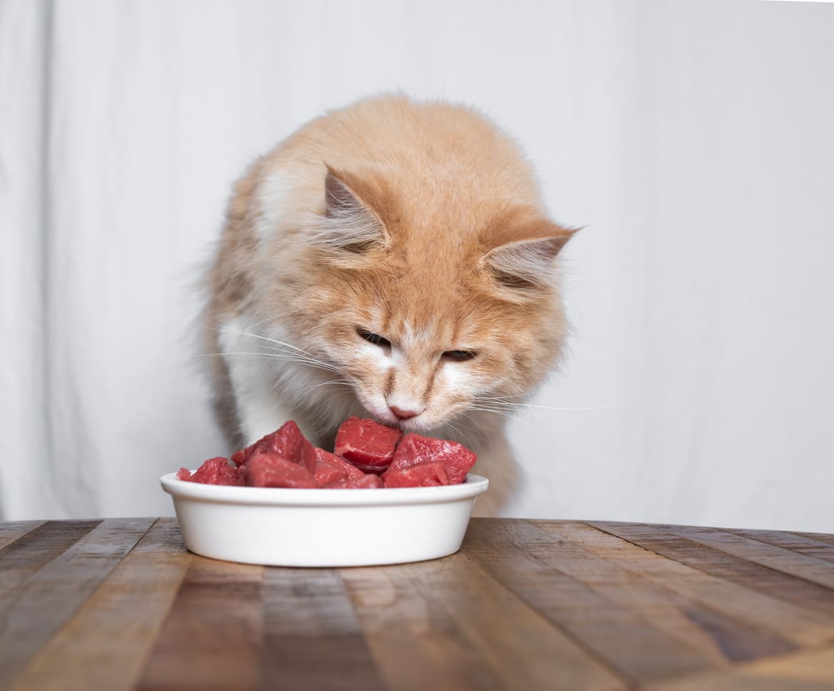 Eine Katze sitzt vor einem Napf mit rohem Fleisch.