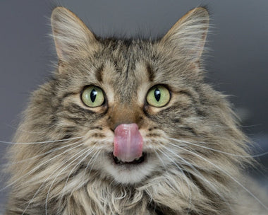 Nahaufnahme einer sich über die Nase leckenden Katze
