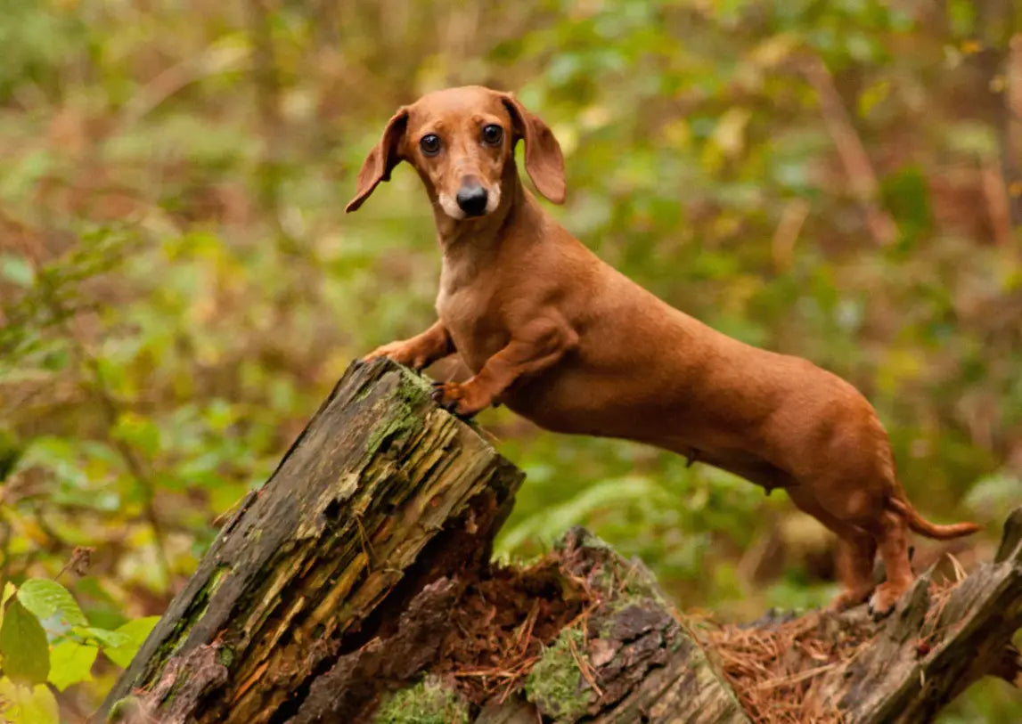Ein Zwergdackel im Wald