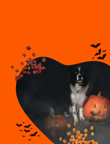 Halloween-Motiv mit schwarz-weißem Hund neben zwei geschnitzten Kürbissen, umgeben von fliegenden Leckerli und Fledermäusen vor orangefarbenem Hintergrund
