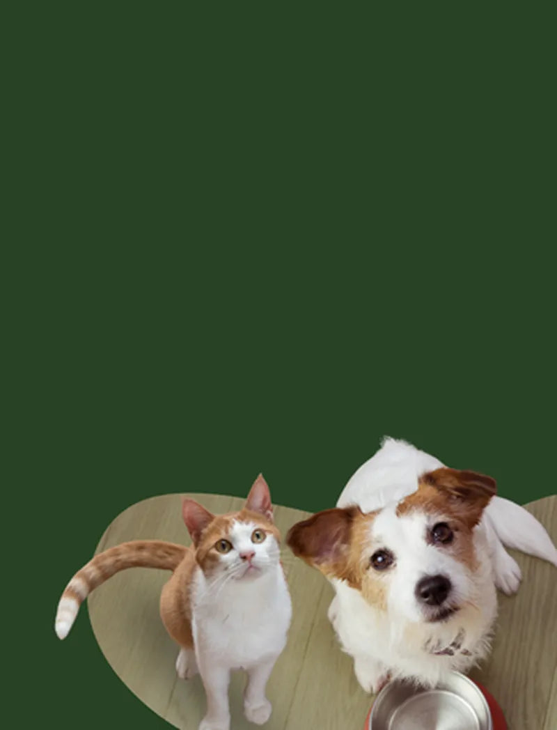 Hund und Katze sitzen nebeneinander auf einem Holzfußboden und schauen erwartungsvoll nach oben; vor dem Hund steht ein leerer Napf.