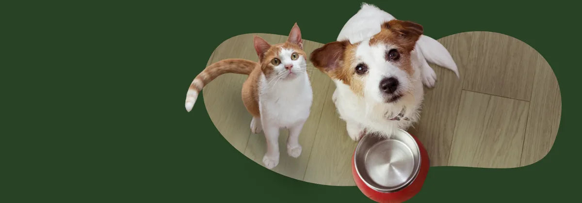 Hund und Katze sitzen erwartungsvoll nebeneinander auf einem Holzfußboden und blicken nach oben, der Hund mit einem leeren Futternapf vor sich.