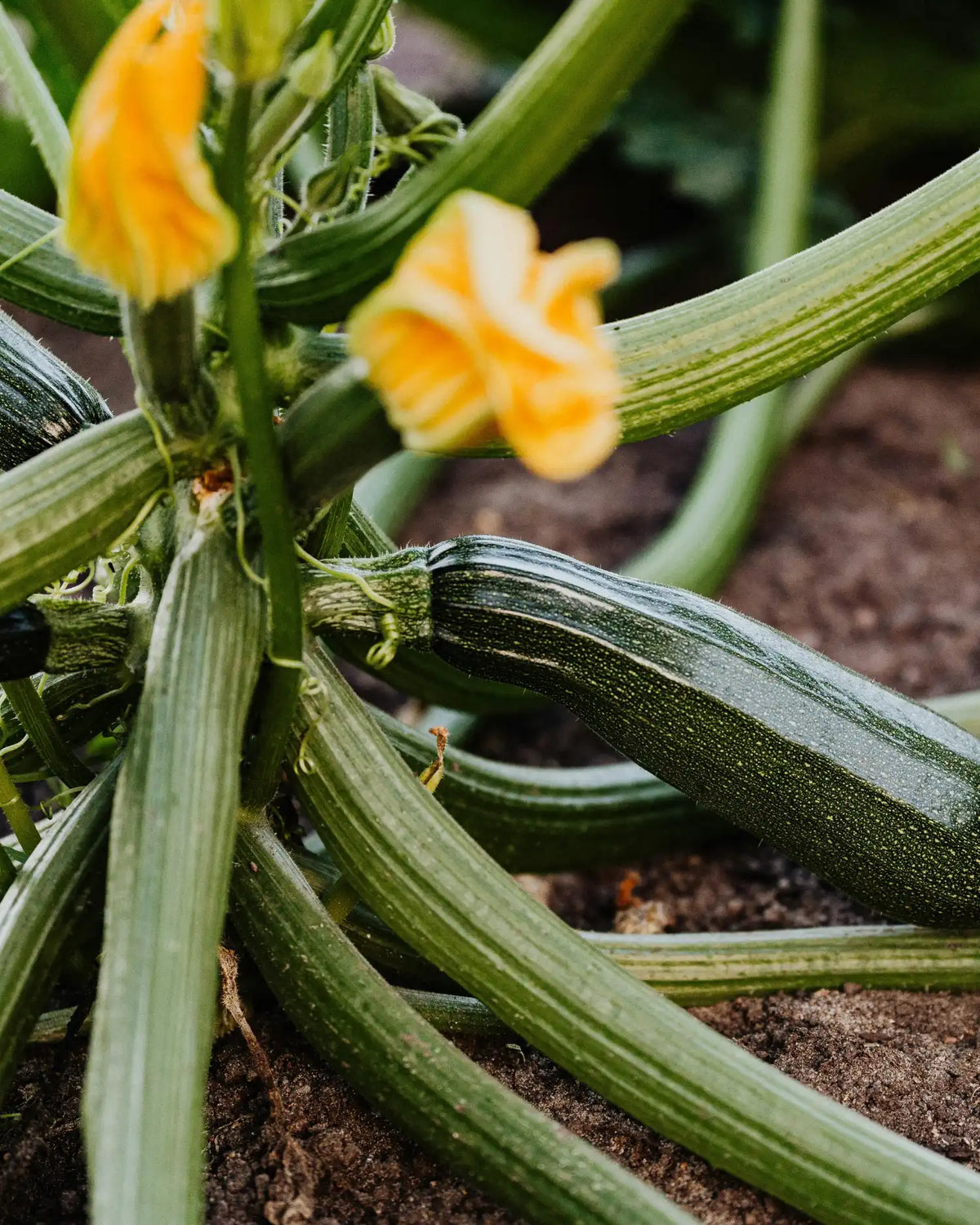 Reife grüne Zucchini wächst am Beet zwischen Blättern und gelben Zucchiniblüten