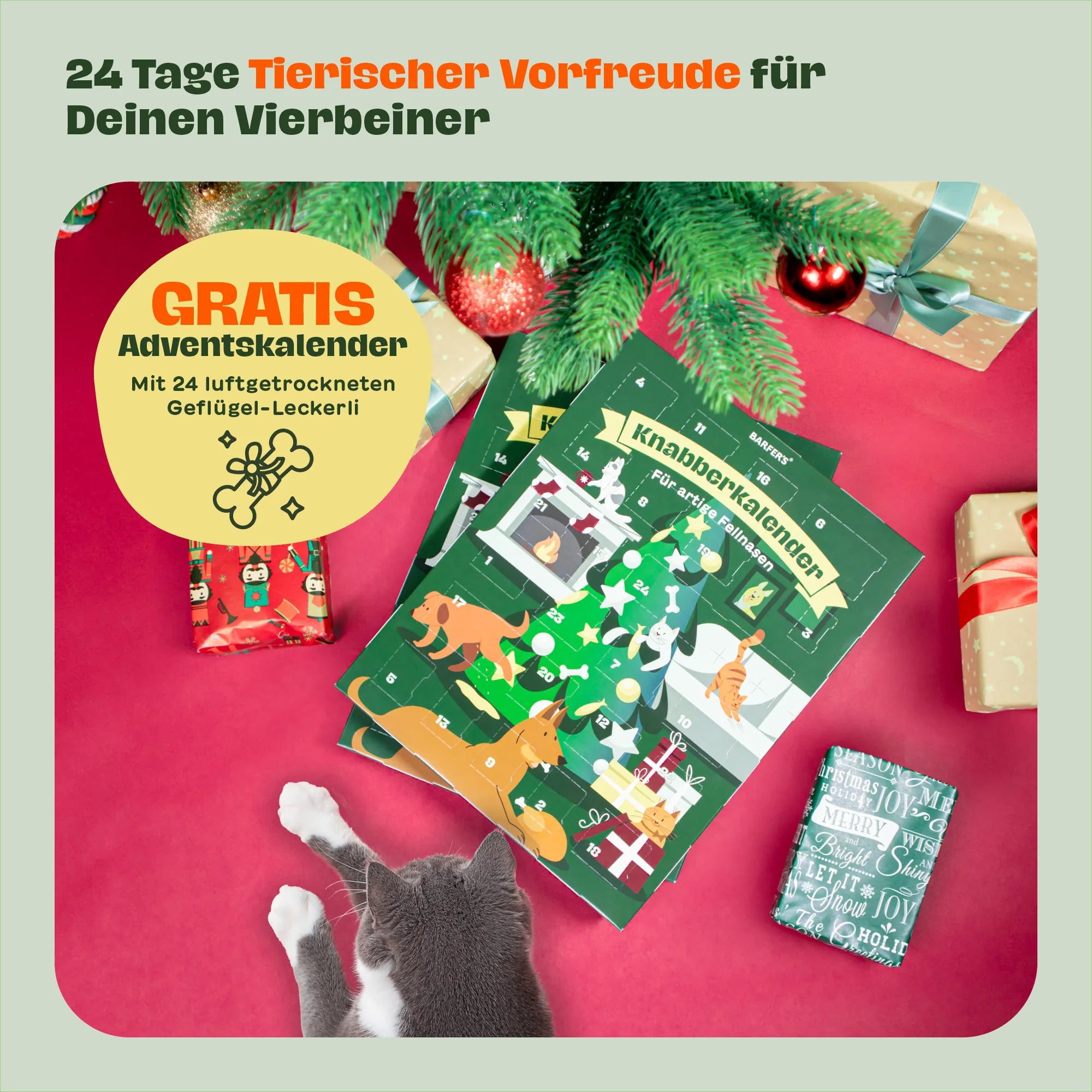 Katze liegt neben dem BARFER’S Adventskalender "Knabberkalender für artige Fellnasen" – festliche Szene mit Weihnachtsgeschenken, Tannenzweigen und Hinweis auf gratis Adventskalender mit luftgetrockneten Geflügel-Leckerli