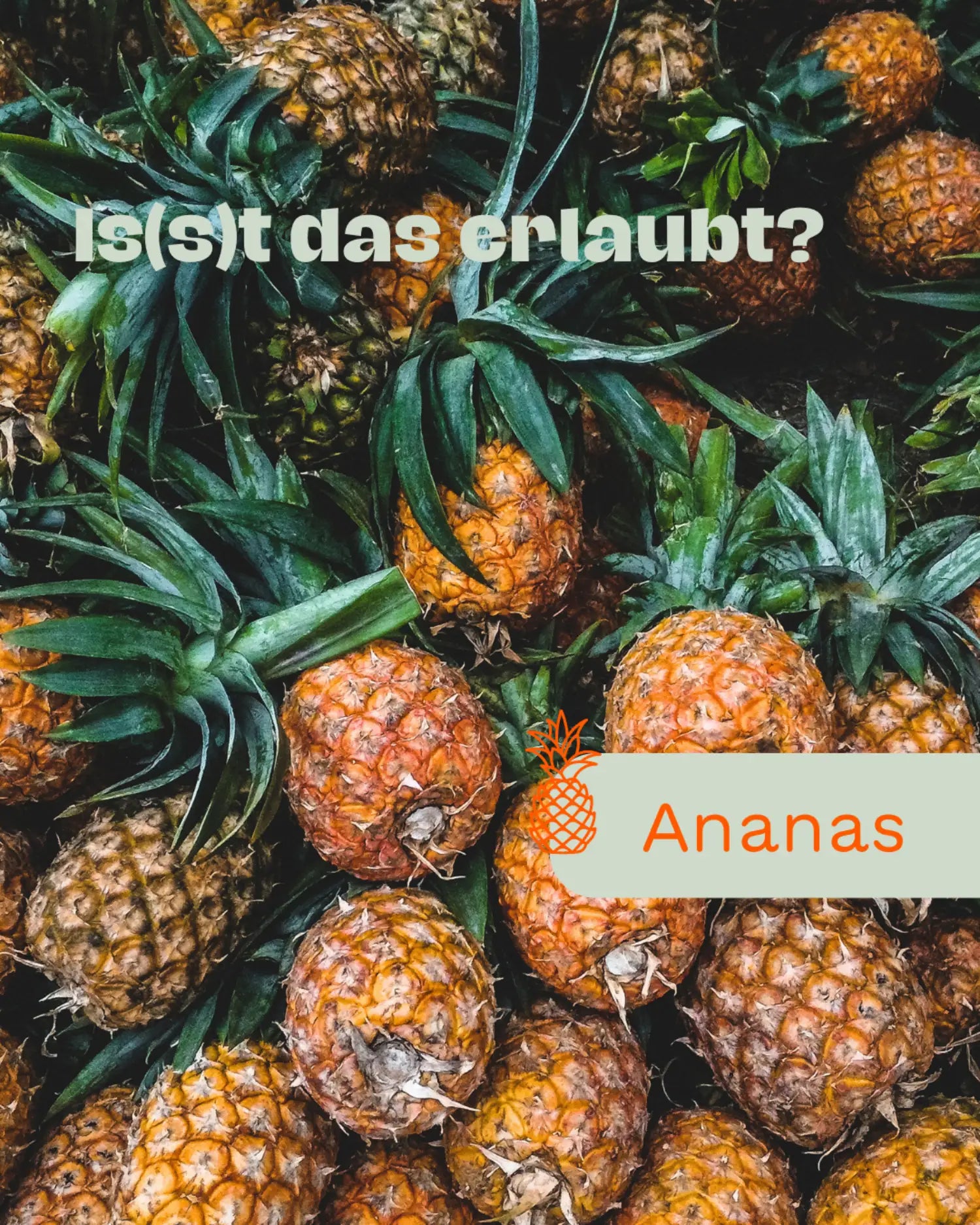 Viele frische Ananas mit grünen Blättern im Hintergrund, darüber der Text „Is(s)t das erlaubt?“ sowie hervorgehoben „Ananas“ – visuelle Frage, ob Ananas für Hunde geeignet ist