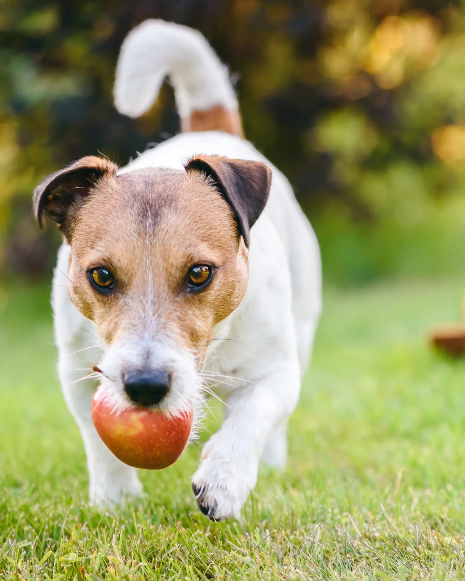 Nahaufnahme von einem kleinen Terrier im Grünen mit einem roten Apfel im Maul