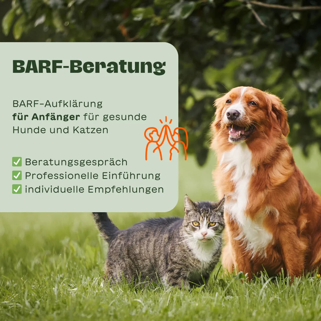 Hund und Katze sitzen auf einer Wiese, links ein Infokasten mit dem Text „BARF-Beratung – BARF-Aufklärung für Anfänger für gesunde Hunde und Katzen“ sowie Checkliste mit Beratungs­gespräch, professioneller Einführung und individuellen Empfehlungen.