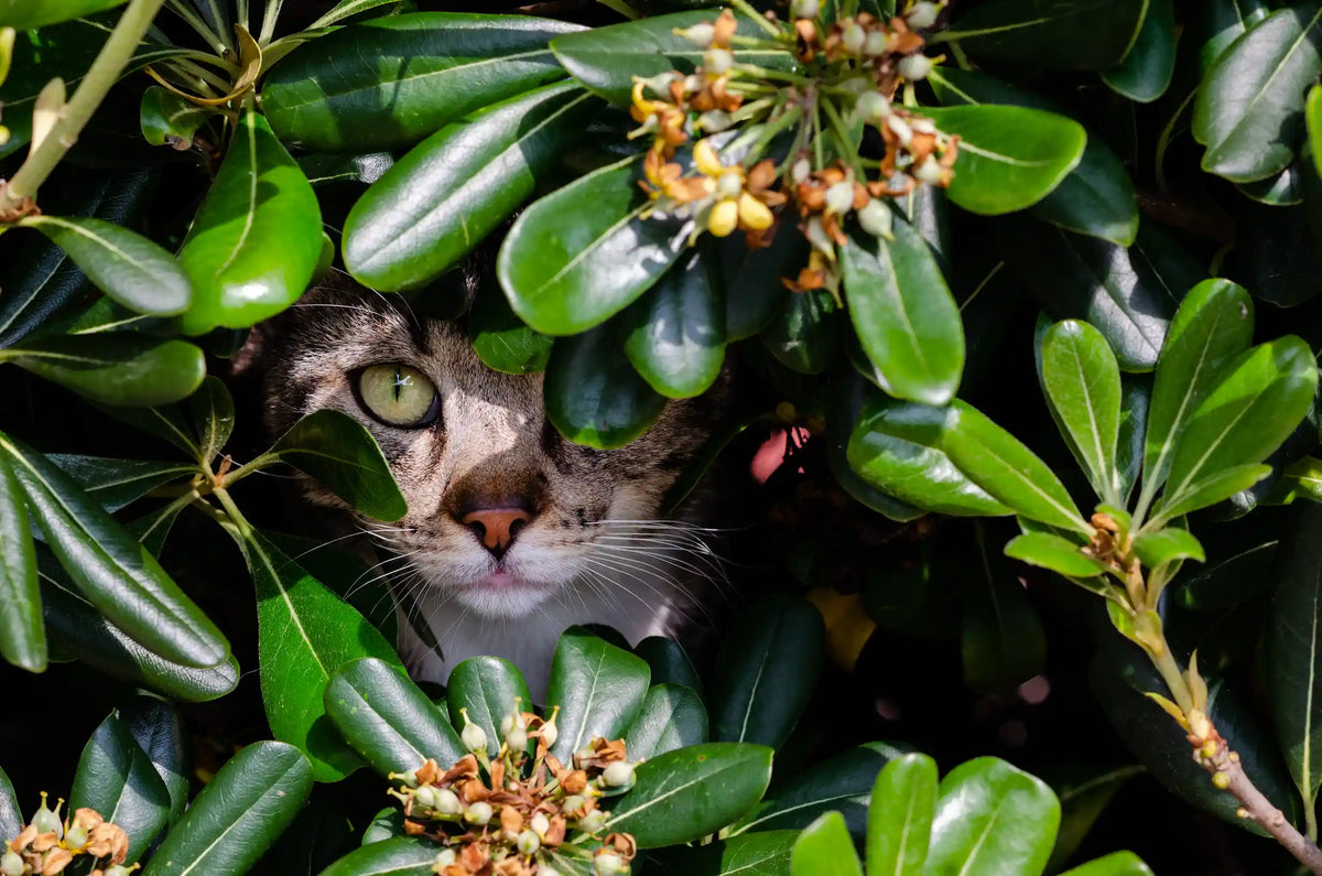 Braun-weiße Katze mit grünen Augen versteckt sich zwischen dichten grünen Blättern