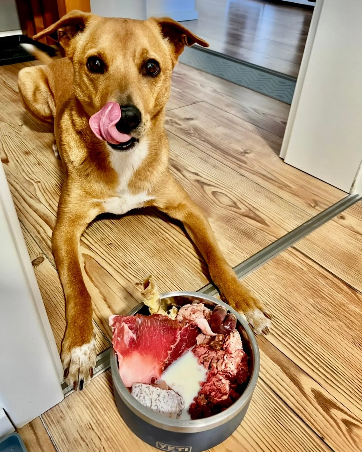 Brauner Mischlingshund leckt sich die Nase vor einem Napf mit Muskelfleisch, Fettstück und fleischigem Knochen