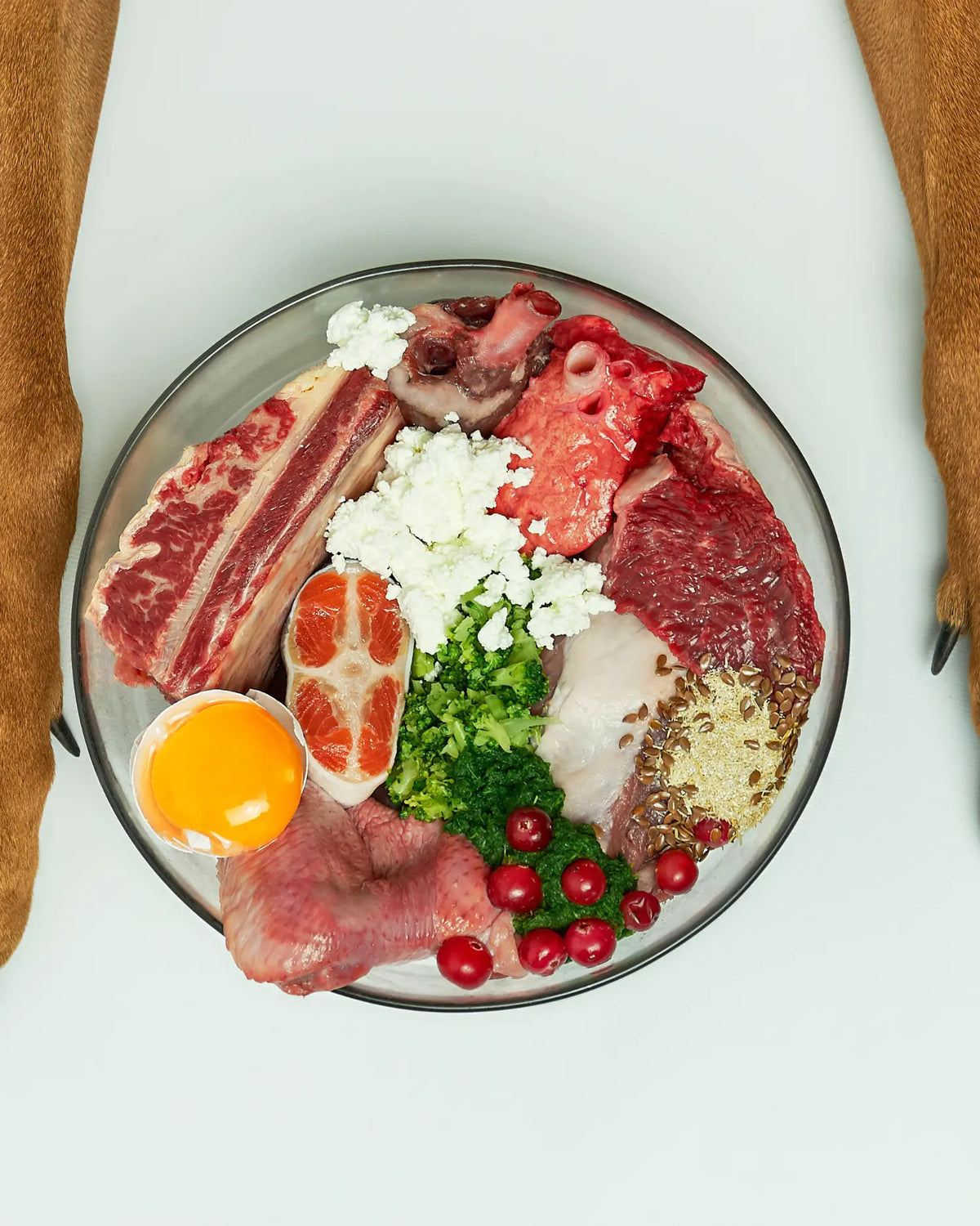 Glasschale mit BARF-Hundefutter zwischen den Vorderpfoten eines Rhodesian Ridgeback: rohe Rinderrippe, Herz, Lunge, Muskelfleisch, Lachsscheibe, Geflügelteile, Eigelb, Hüttenkäse, Brokkoli, püriertes Blattgemüse, Cranberrys und Leinsamen