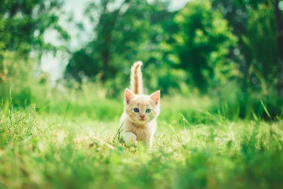 Cremefarbenes Katzenkitten mit blauen Augen erkundet eine grüne Wiese