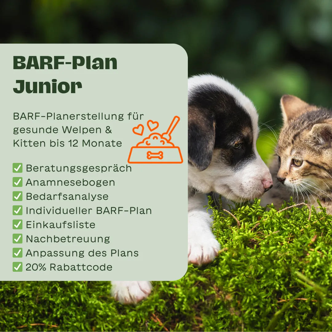Welpe und Kitten sitzen einander gegenüber im Grünen, links ein Infokasten mit dem Text „BARF-Plan Junior“ und Checkliste mit Beratungsgespräch, Anamnesebogen, Bedarfsanalyse, individuellem BARF-Plan, Einkaufsliste, Nachbetreuung, Plananpassung und 20 % Rabattcode