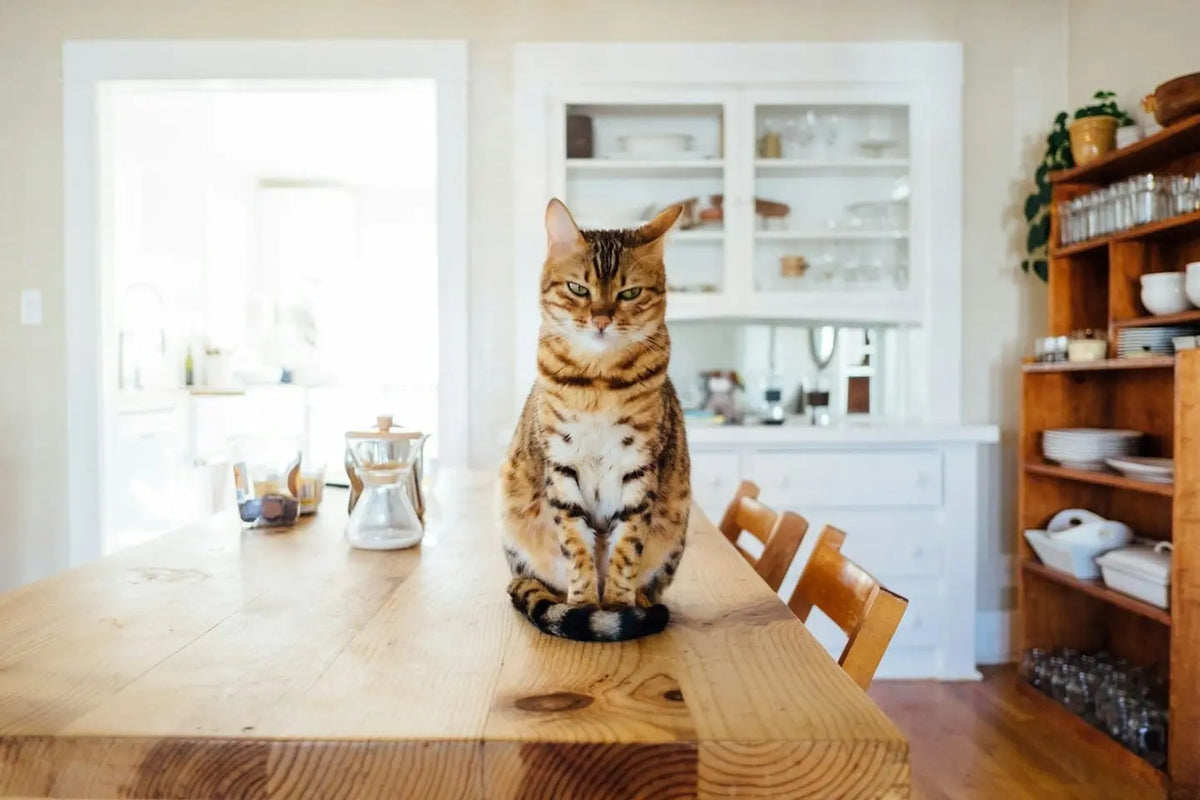Braune getigerte Katze sitzt auf einem Holztisch in einer hellen Küche