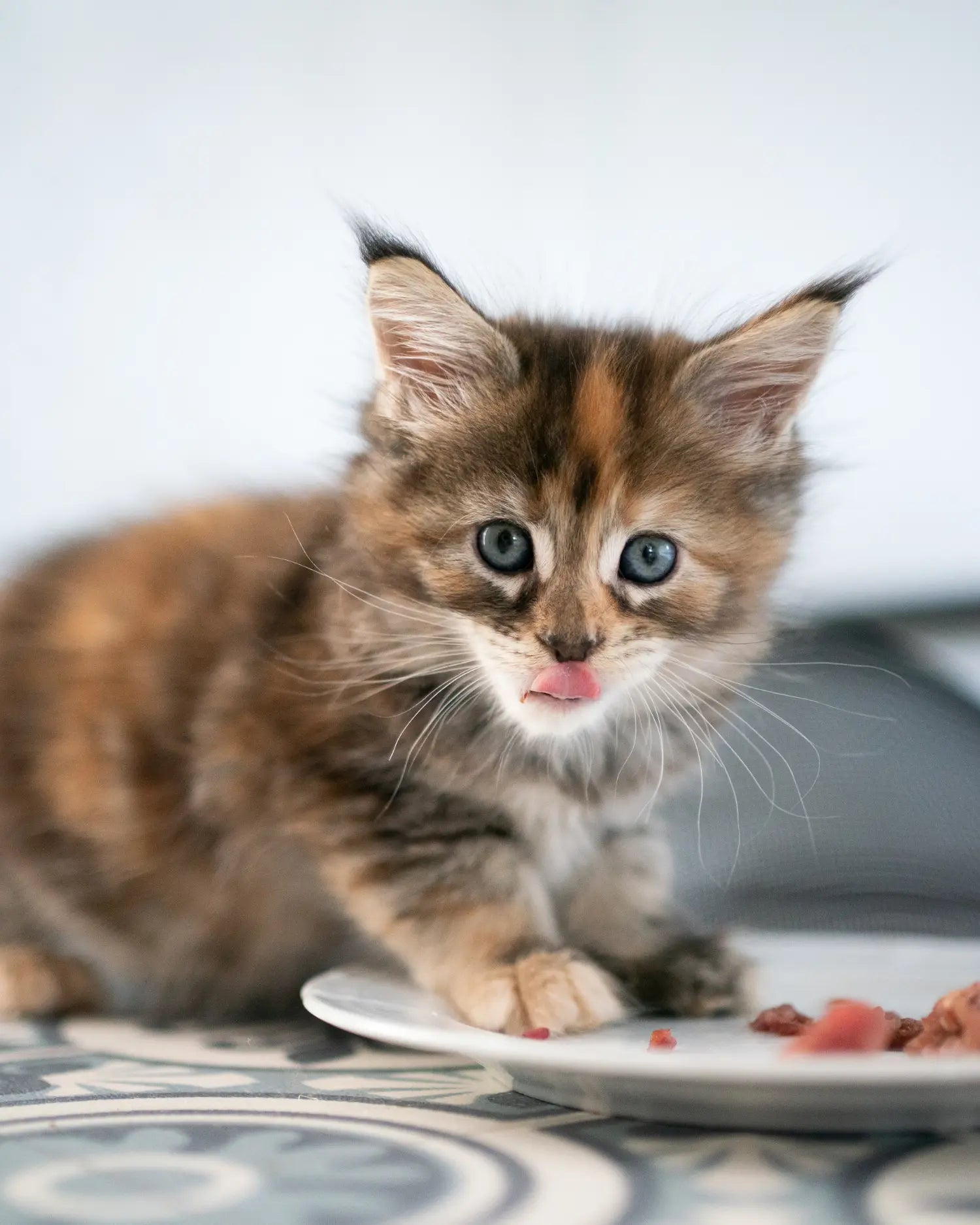 Kitten mit großen Augen und herausgestreckter Zunge frisst kleine Stücke rohes Fleisch von einem Teller – typisches Beispiel für den Einstieg in die BARF-Ernährung bei jungen Katzen