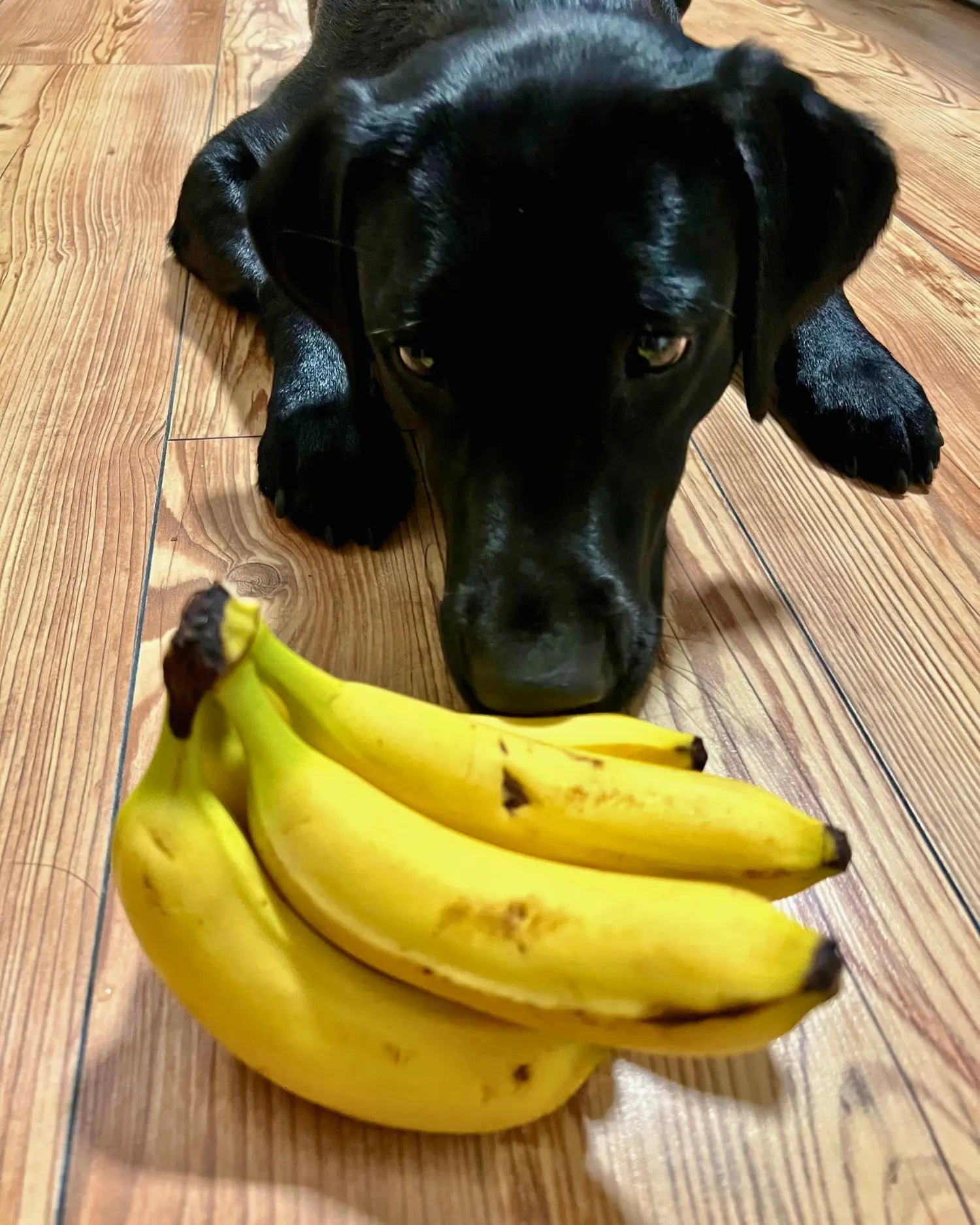 Schwarzer Hund liegt auf Holzboden und schaut auf einen Bund reifer Bananen vor ihm