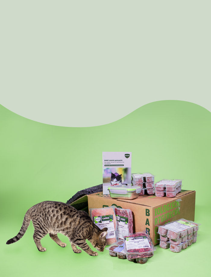 Katze schnüffelt an BARFER’S Probierpaket für Katzen mit portioniertem BARF-Fleisch, Verpackungen und BARFER’S Versandkarton auf grünem Studiohintergrund