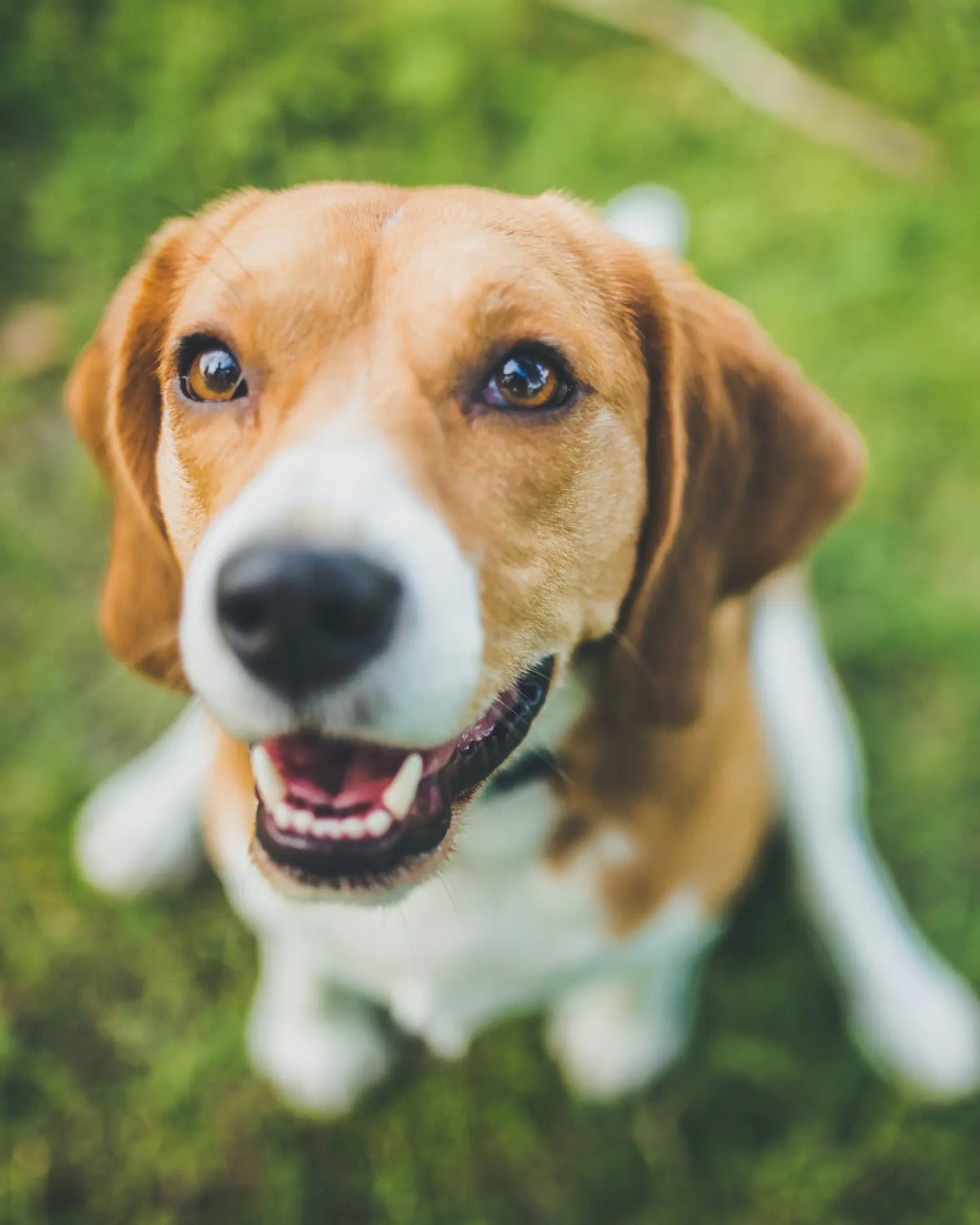Nahaufnahme von einem Beagle Hund, der im Gras sitzt