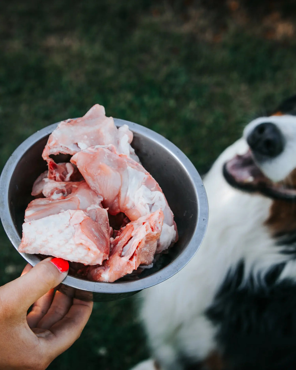 Nahaufnahme eines Napfes, der von einer Hand gehalten wird und mit stückigem BARF-Hundefutter gefüllt ist. Verschwommen im Hintergrund ist ein Berner Sennenhund zu erahnen