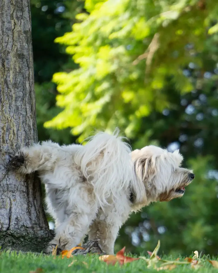 Kleiner weißer Hund hebt draußen im Grünen an einem Baum das Bein zum Urinieren, Hinweis auf Harnverhalten bei Blasenentzündung beim Hund