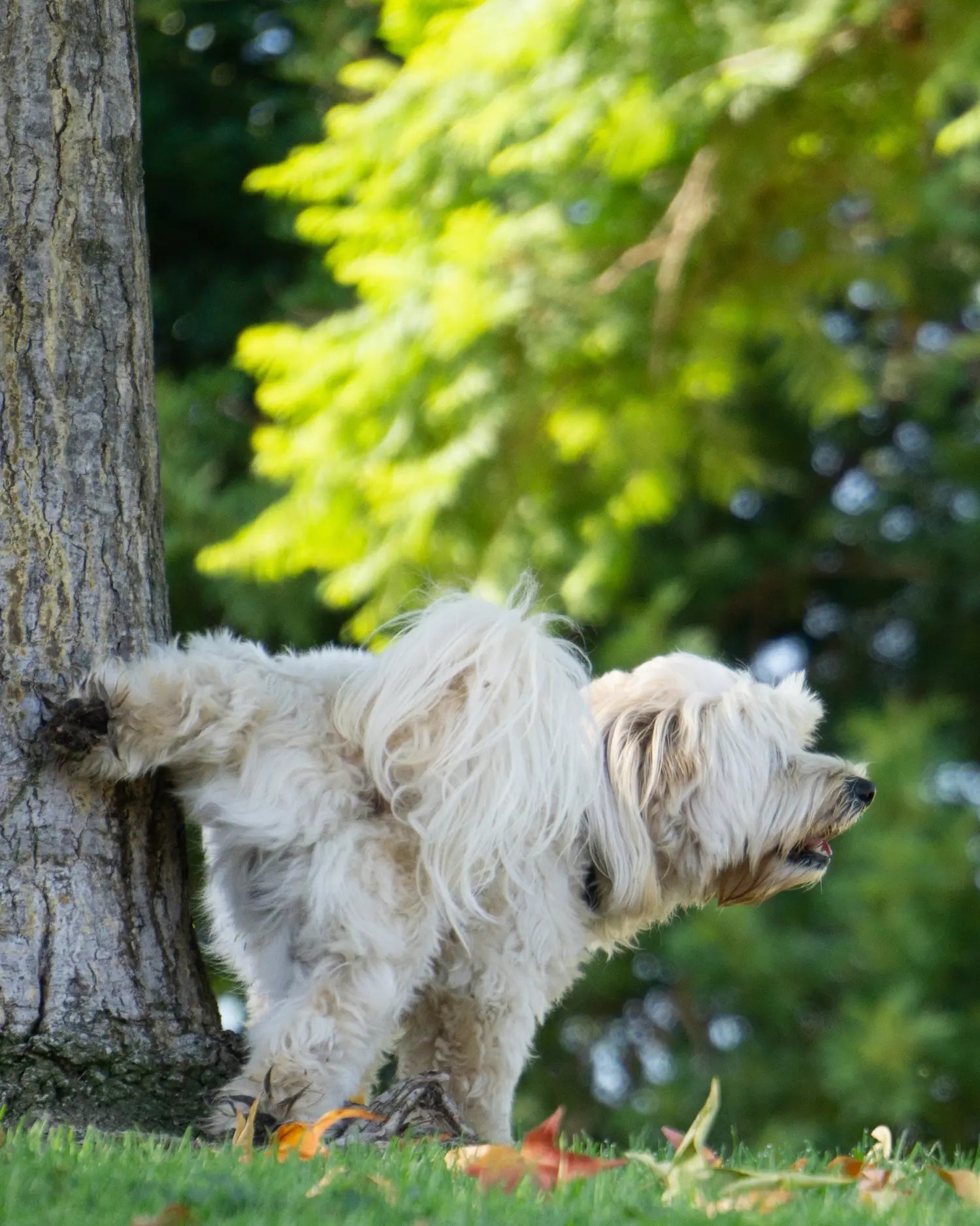 Kleiner weißer Hund hebt draußen im Grünen an einem Baum das Bein zum Urinieren, Hinweis auf Harnverhalten bei Blasenentzündung beim Hund