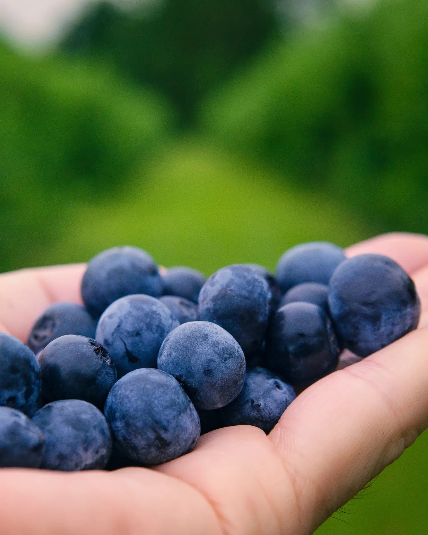 Eine Hand voll frischer Blaubeeren – gesundes Obst im pflanzlichen BARF-Anteil für Hunde