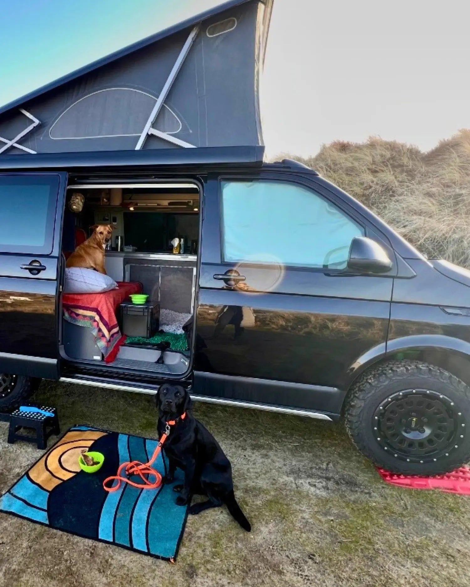 Brauner Hund sitzt im Camper-Van, schwarzer Labrador wartet angeleint davor – Campen mit Hund.