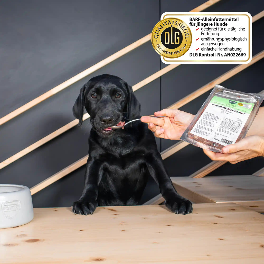 Schwarzer Labrador Welpe probiert BARFER’S Komplett-Mix Junior vom Löffel, daneben hält eine Hand die Packung mit DLG-Qualitätssiegel
