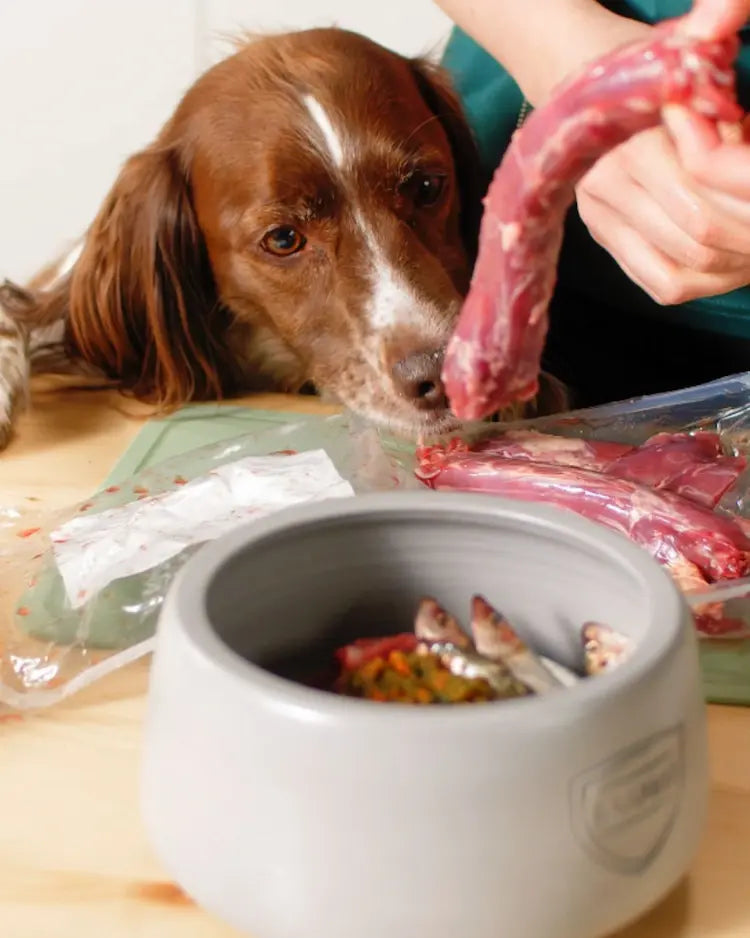 Brauner Hund mit weißer Blesse schaut aufmerksam auf einen rohen Entenhals in der Hand  eines Menschen, davor ein grauer BARFER’S Napf mit BARF-Hundefutter