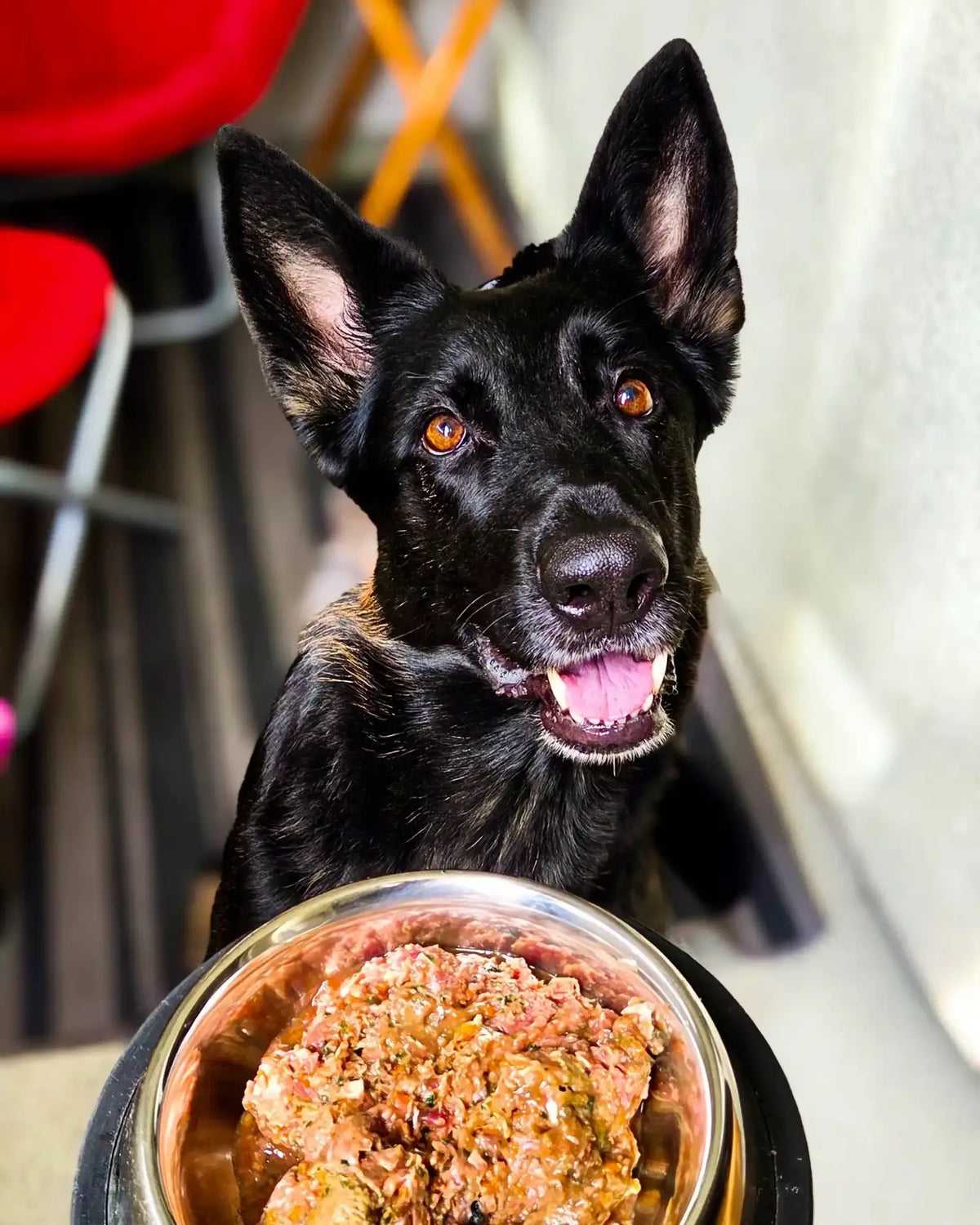 Schwarzer Schäferhund sitzt erwartungsvoll vor einem Napf mit BARF-Hundefutter