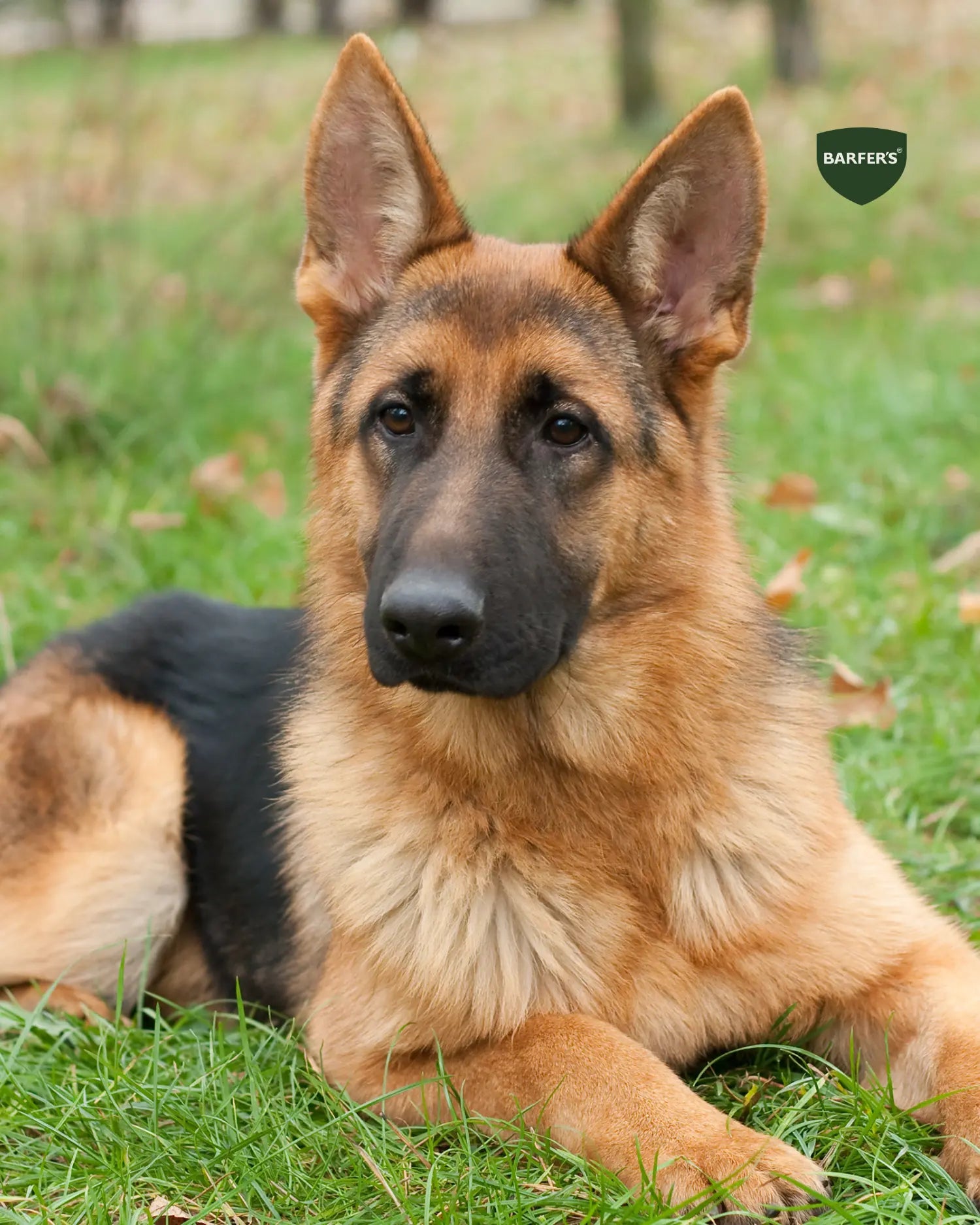 Deutscher Schäferhund liegt aufmerksam auf einer Wiese – gesunder, aktiver Hund durch artgerechte Ernährung