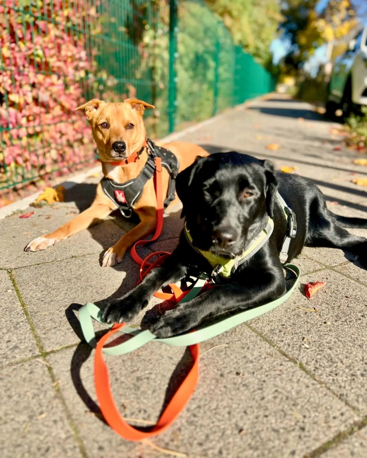 Zwei Hunde liegen entspannt an der Leine vor herbstlich gefärbtem Laub