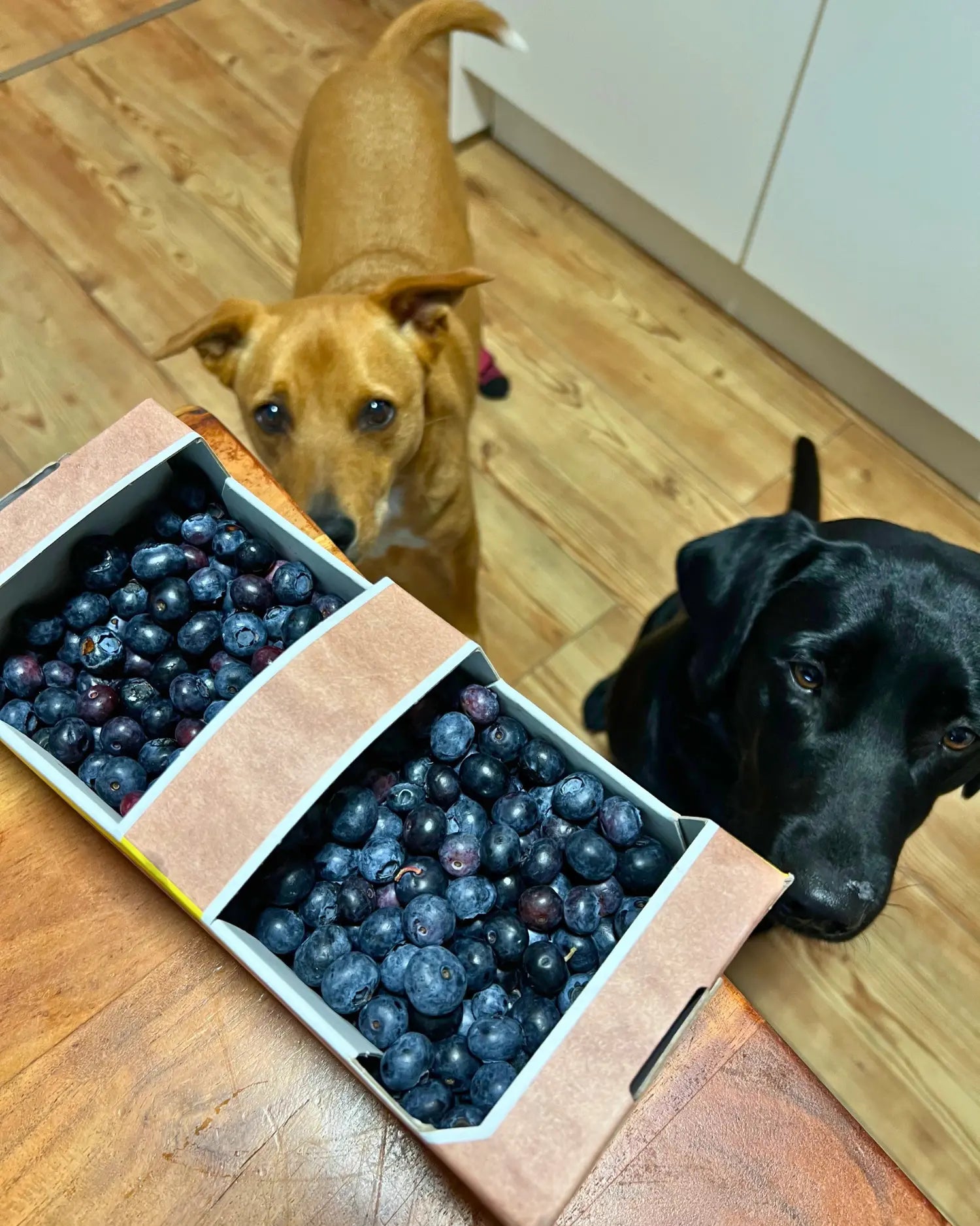 Ein Kistchen voll frischer Blaubeeren – gesundes Obst im pflanzlichen BARF-Anteil für Hunde