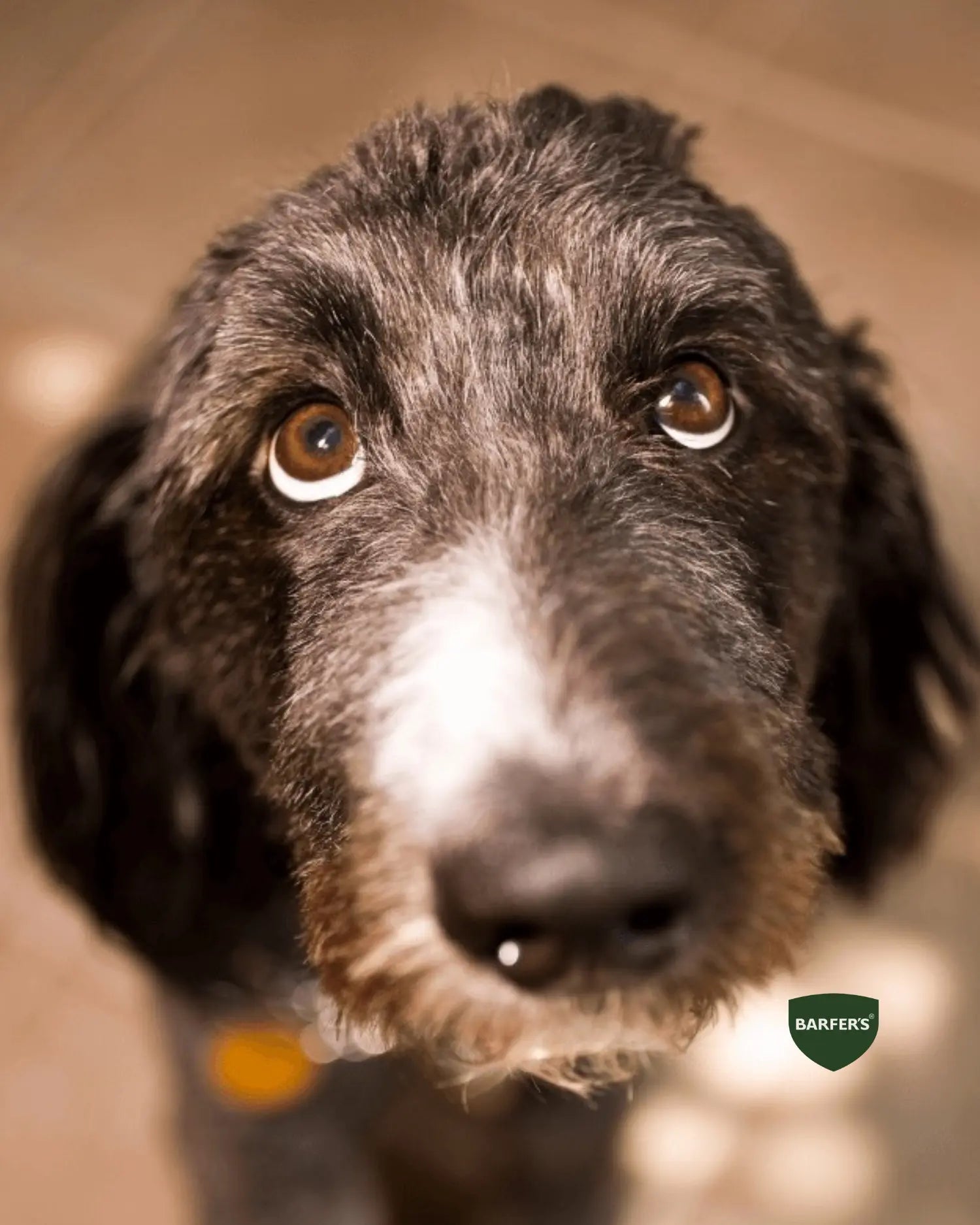 Hund mit großen, fragenden Augen blickt in die Kamera, BARFER’S Logo sichtbar – Symbolbild für die Frage nach der richtigen Ernährung und getreidefreiem Hundefutter