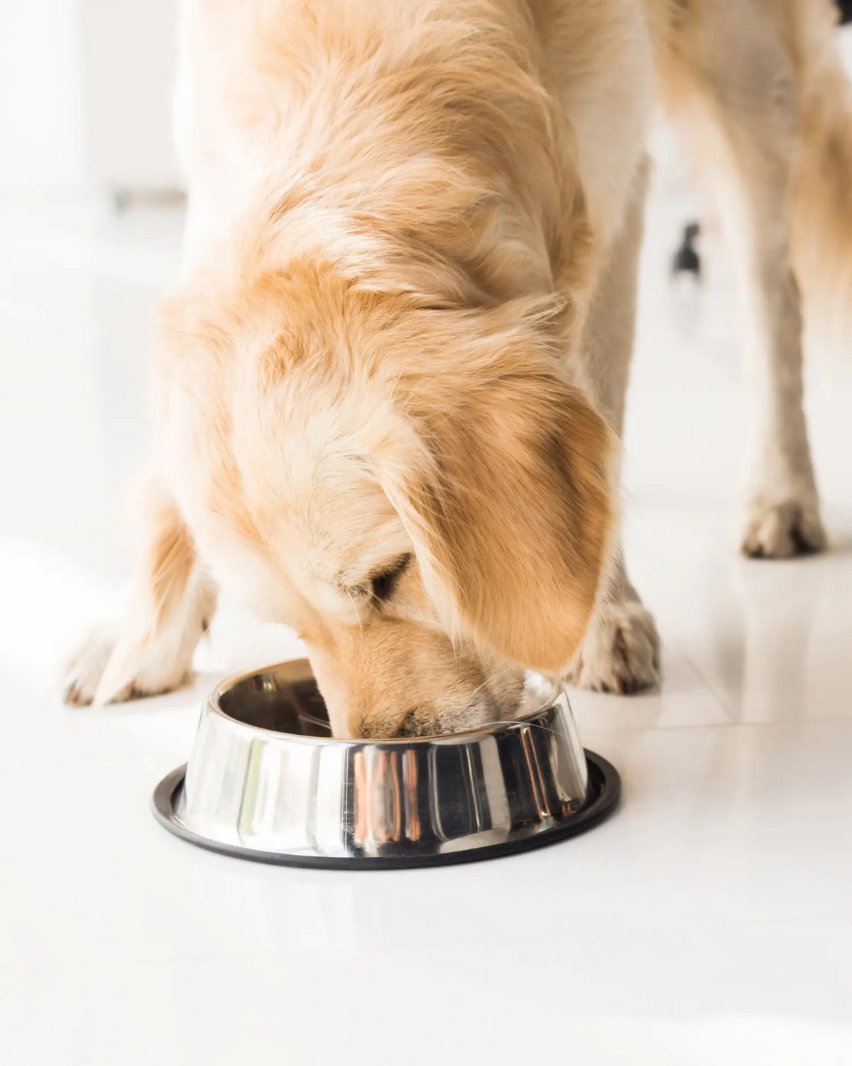 Golden Retriever frisst BARF-Ration aus einem Edelstahlnapf auf hellem Fliesenboden