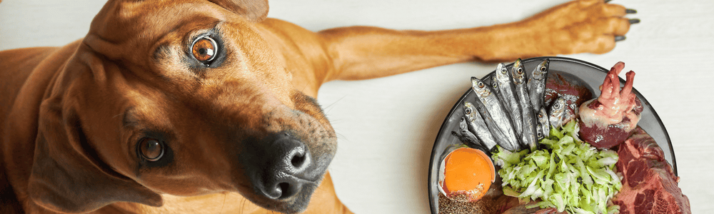 BARF portionieren für gesunde Hunde – BARFER'S