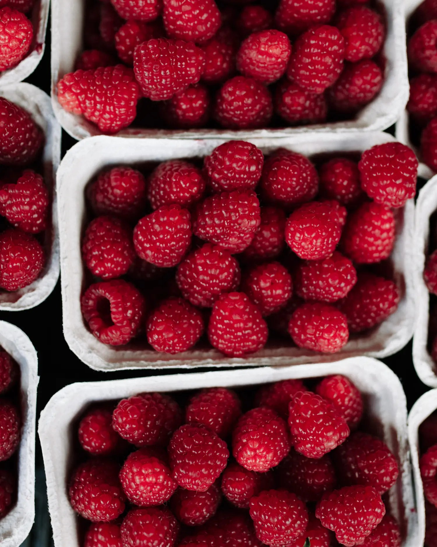 Frisch geerntete Himbeeren in kleinen Papp-Schälchen, geeignet als gesunder Snack für Hunde