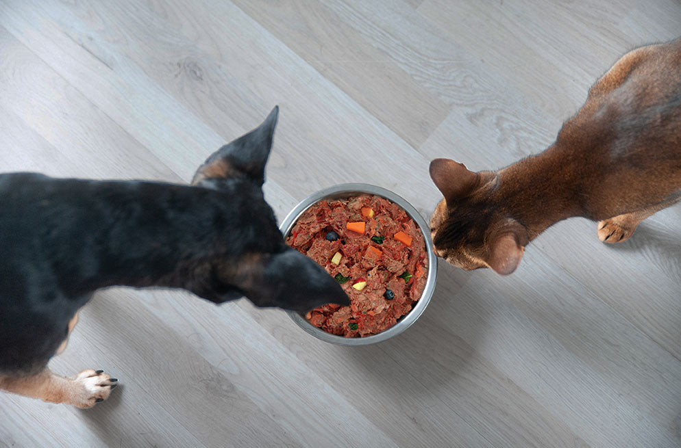 BARF-Futter für Hund und Katze – Napf mit frischem Fleisch, Gemüse und Beeren als artgerechte Mahlzeit