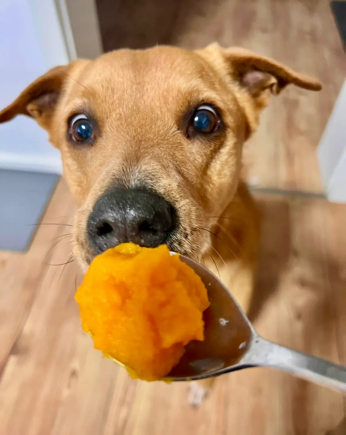 Hund schnuppert neugierig an einem Löffel mit gekochtem, püriertem Kürbis, der ihm vor die Nase gehalten wird – Nahaufnahme auf Augenhöhe in Innenraum mit Holzboden