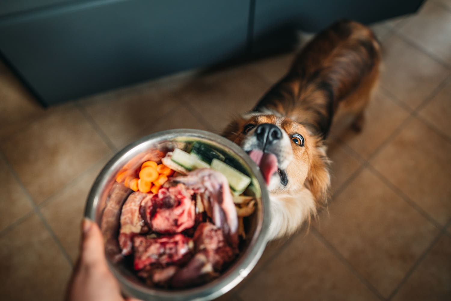 Hund schaut Napf mit Möhren und Gurken an