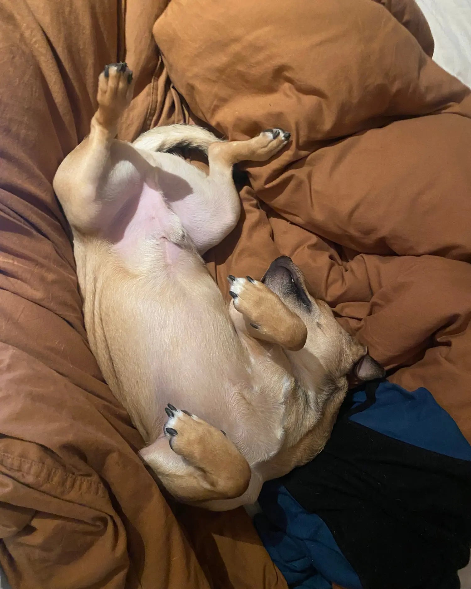 Kleiner brauner Hund liegt auf dem Rücken auf einer braunen Couch