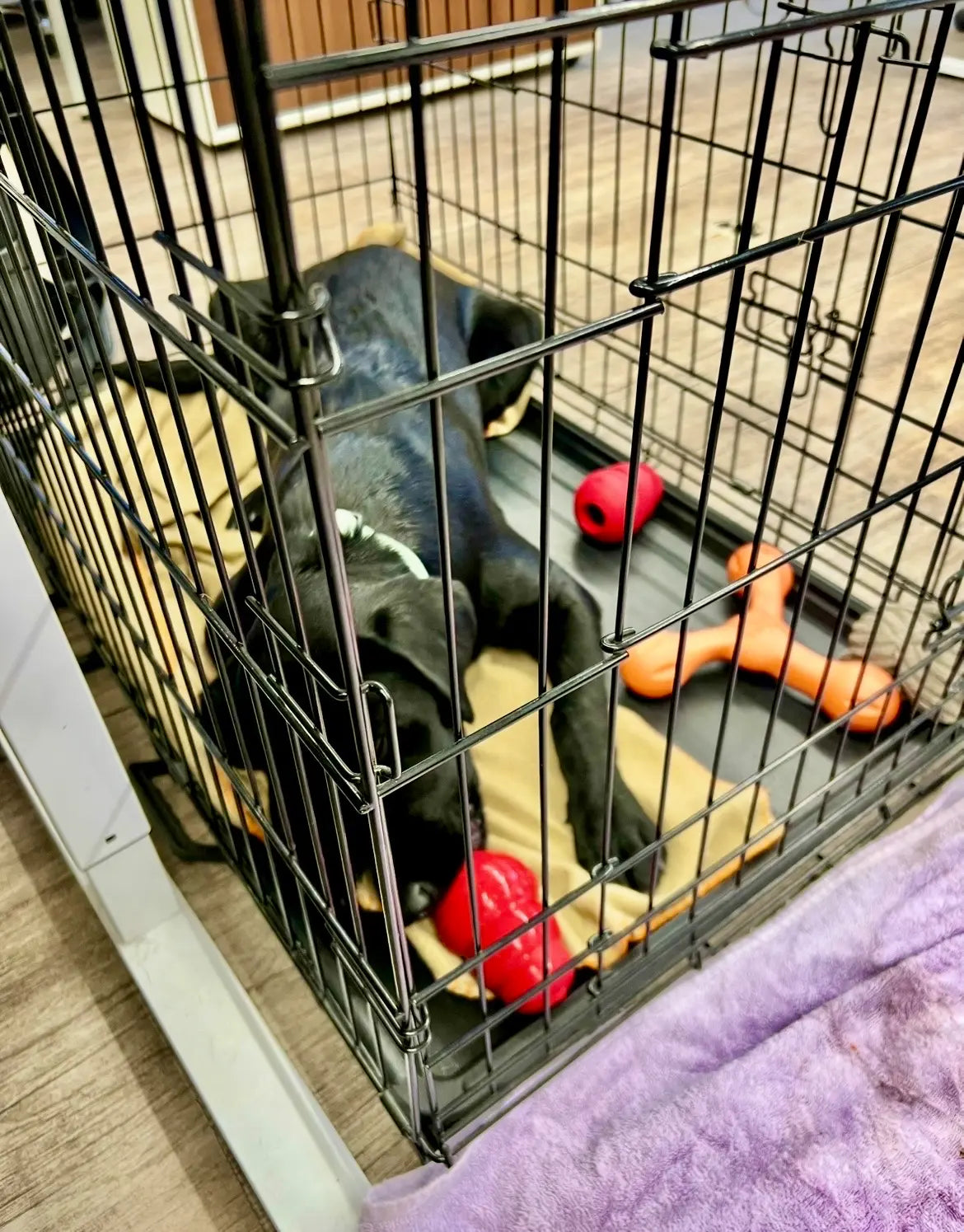 Schwarzer Hund liegt entspannt in einer Hundebox auf einer Decke und schleckt an einem roten KONG, daneben weiteres Hundespielzeug sichtbar