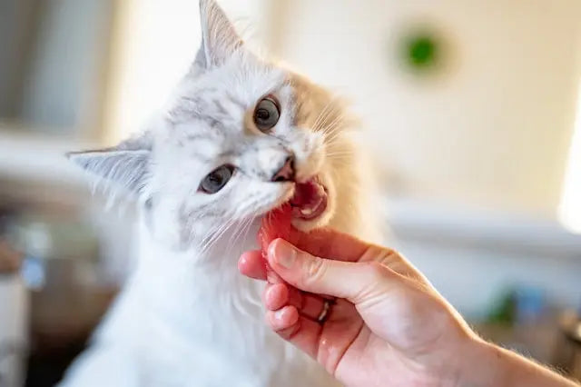 Weiße Katze frisst ein Stück rohes BARF Fleisch, das ihr von einer Hand hingehalten wird