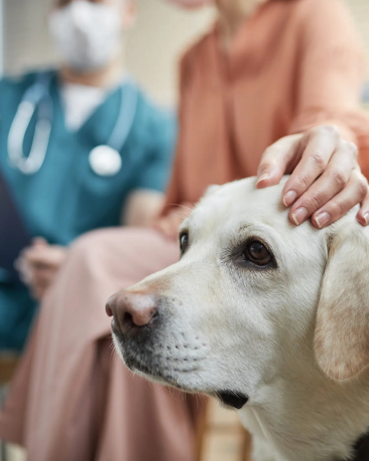 Hund wird beim Tierarztbesuch von seiner Halterin gestreichelt